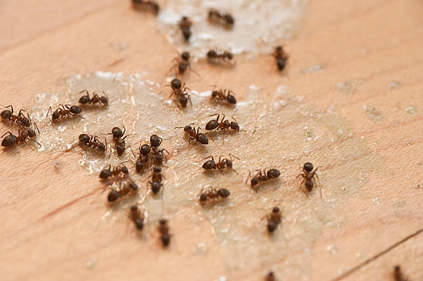 Best Spider Control Near Me  in West Haven Sylvan, OR